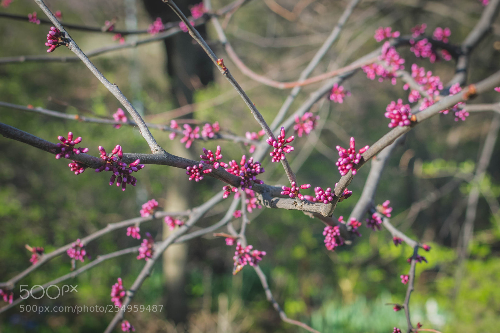 Nikon D5300 sample photo. Bold photography