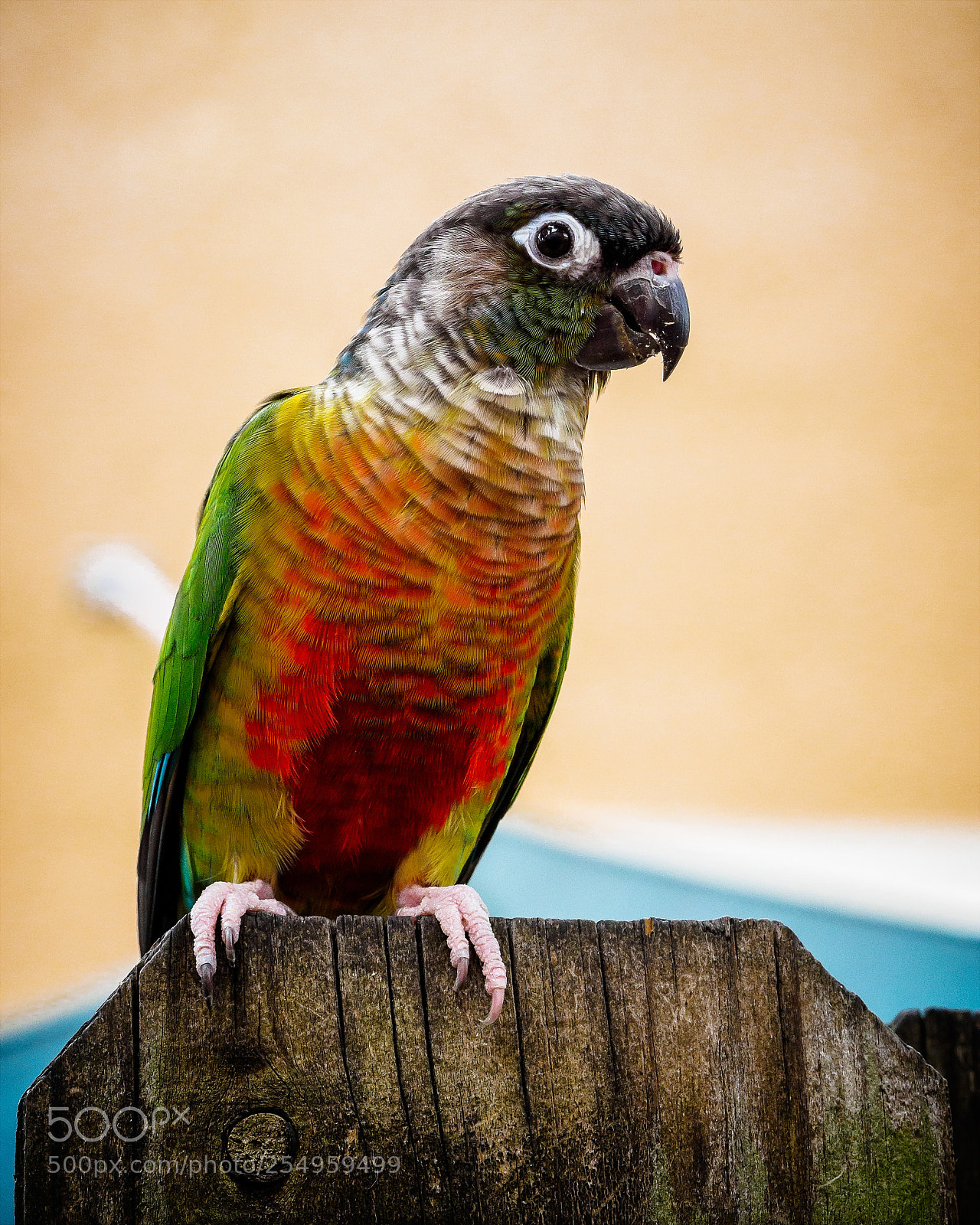 Olympus OM-D E-M1 sample photo. Green-cheeked parakeet - pyrrhura photography