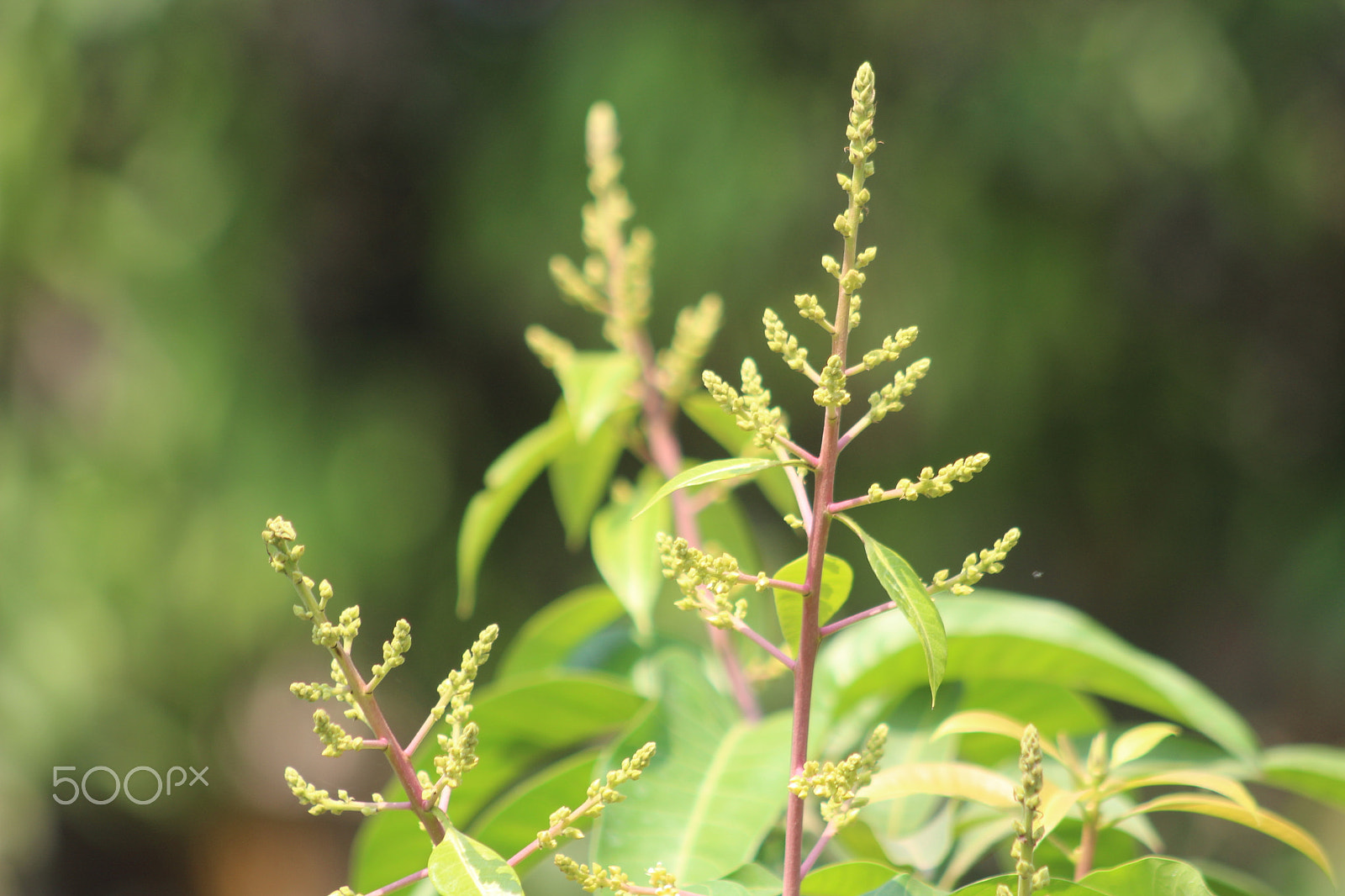 Canon EF 75-300mm f/4-5.6 sample photo. Mango crown photography