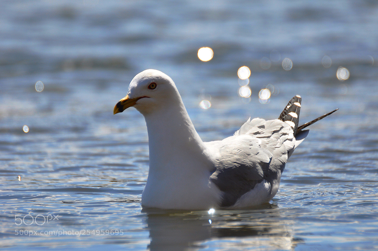 Nikon D90 sample photo. Seagull  photography