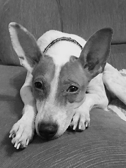 Motorola Moto G Play sample photo. Kiara dog photography
