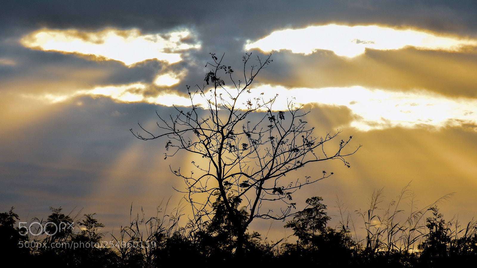 Nikon D5500 sample photo. Face like the sun photography