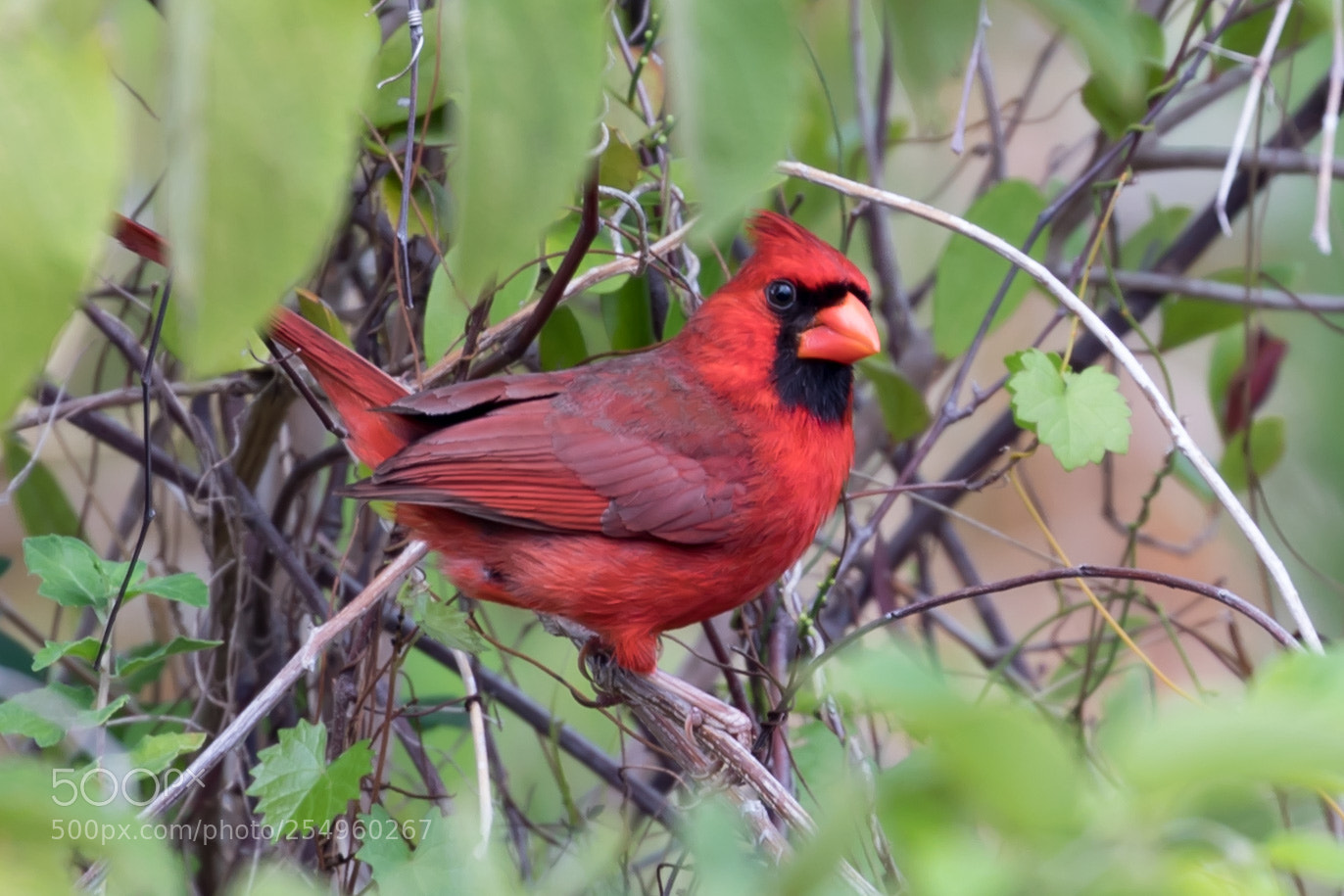 Canon EOS 5D Mark IV sample photo. Cardinal photography