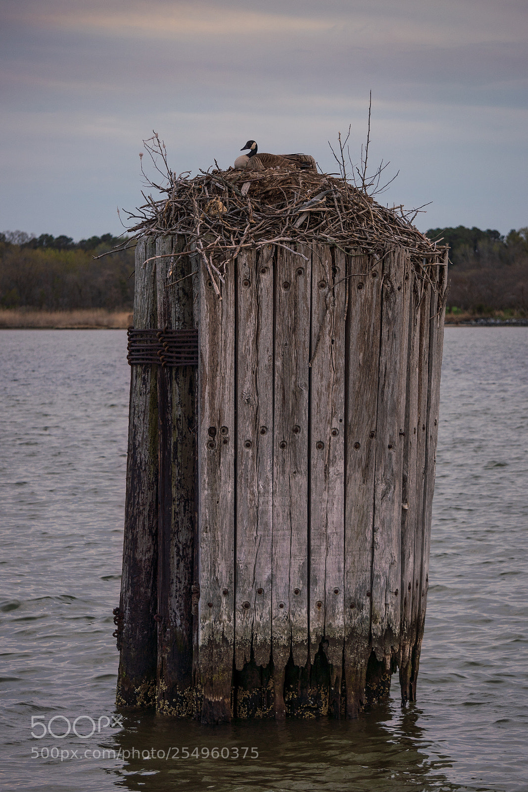 Sony a7R III sample photo. The squatter photography