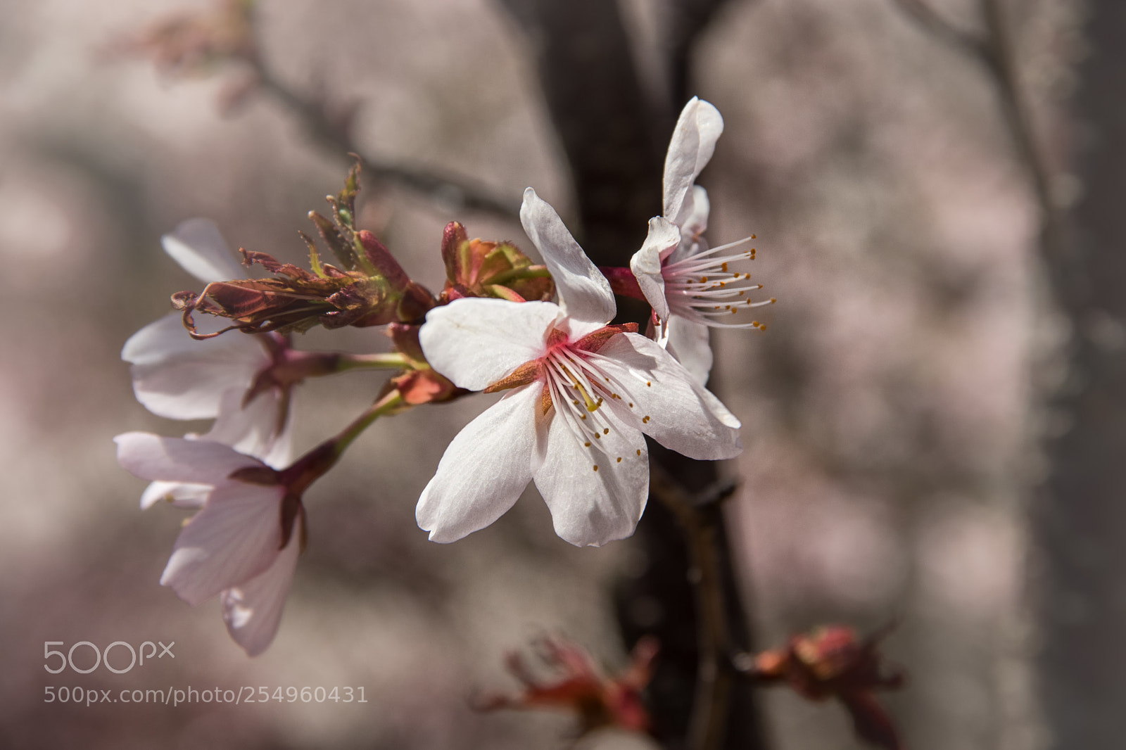 Canon EOS 800D (EOS Rebel T7i / EOS Kiss X9i) sample photo. Cherry blossoms photography