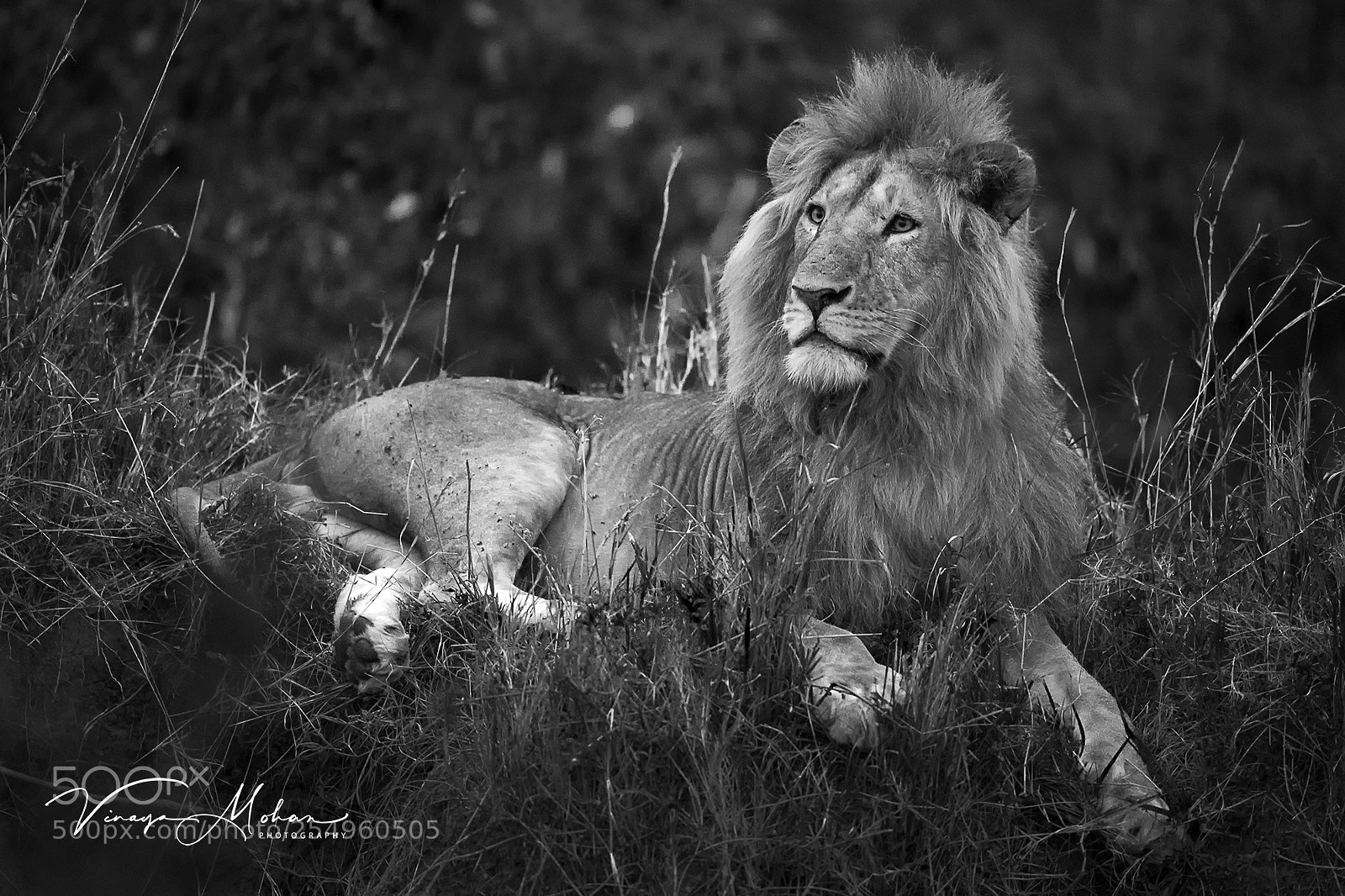 Nikon D5 sample photo. Lion photography