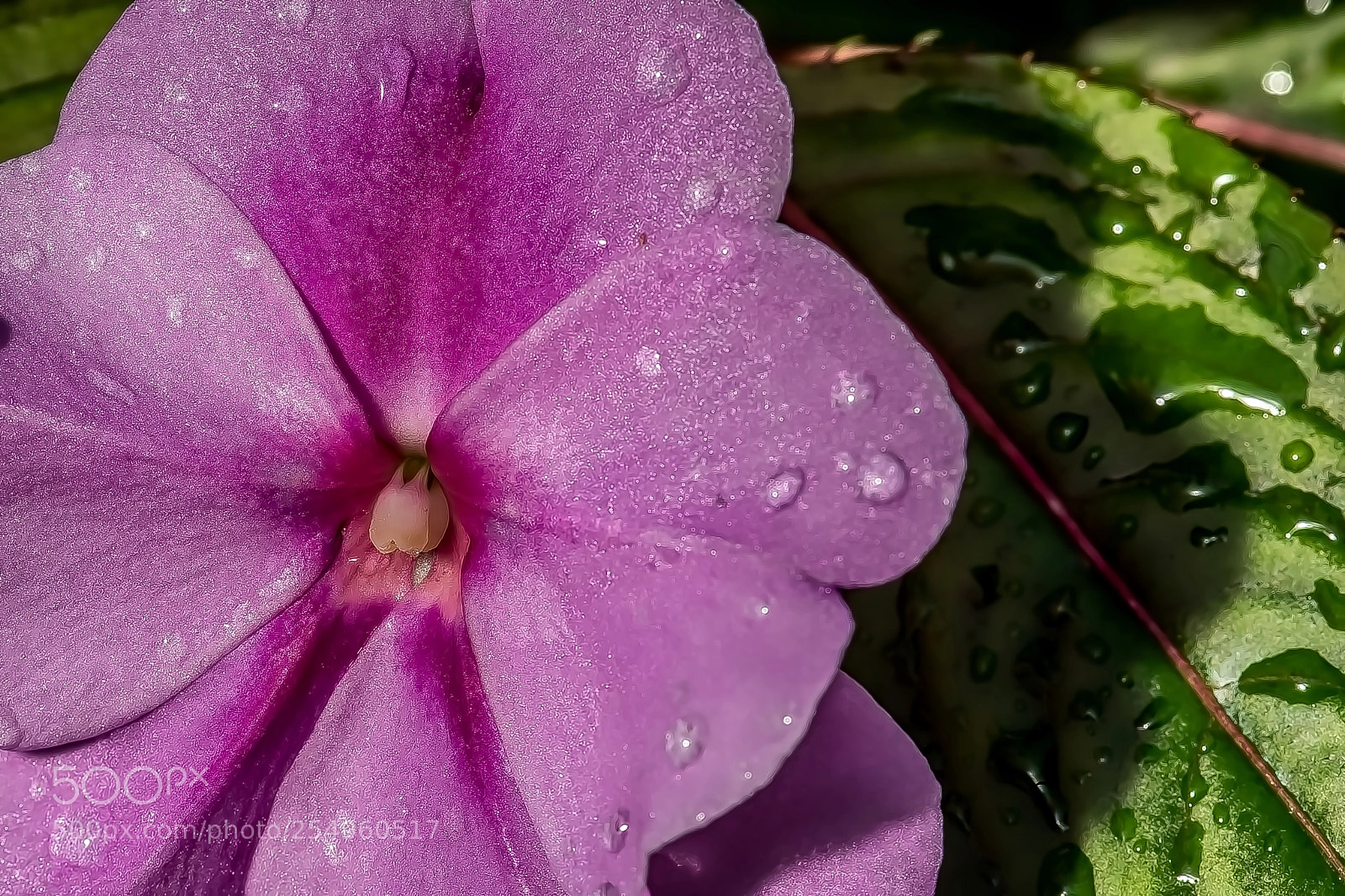 Sony a9 sample photo. Purple stage left redux photography