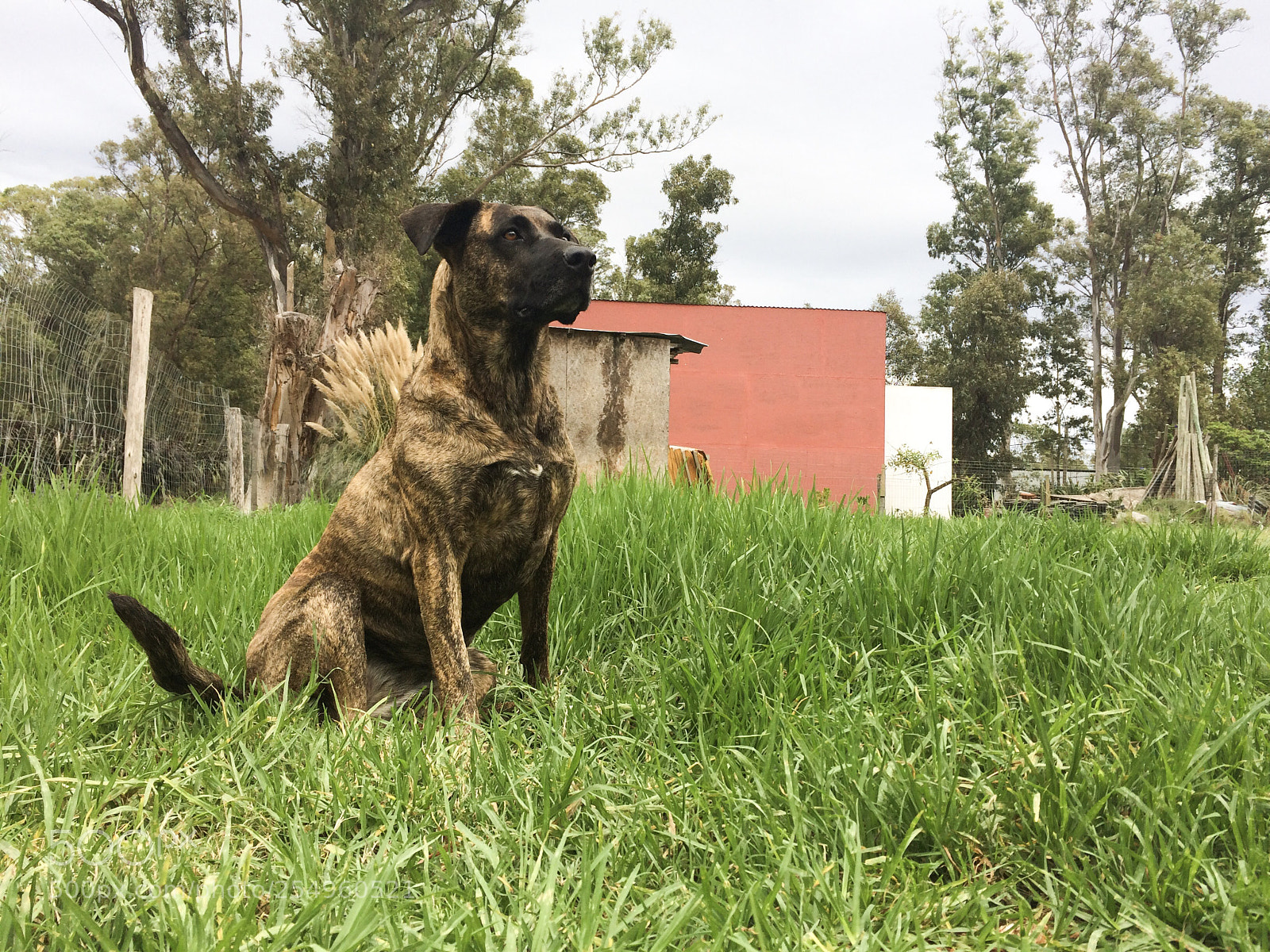 Apple iPhone 5s sample photo. Momdog photography