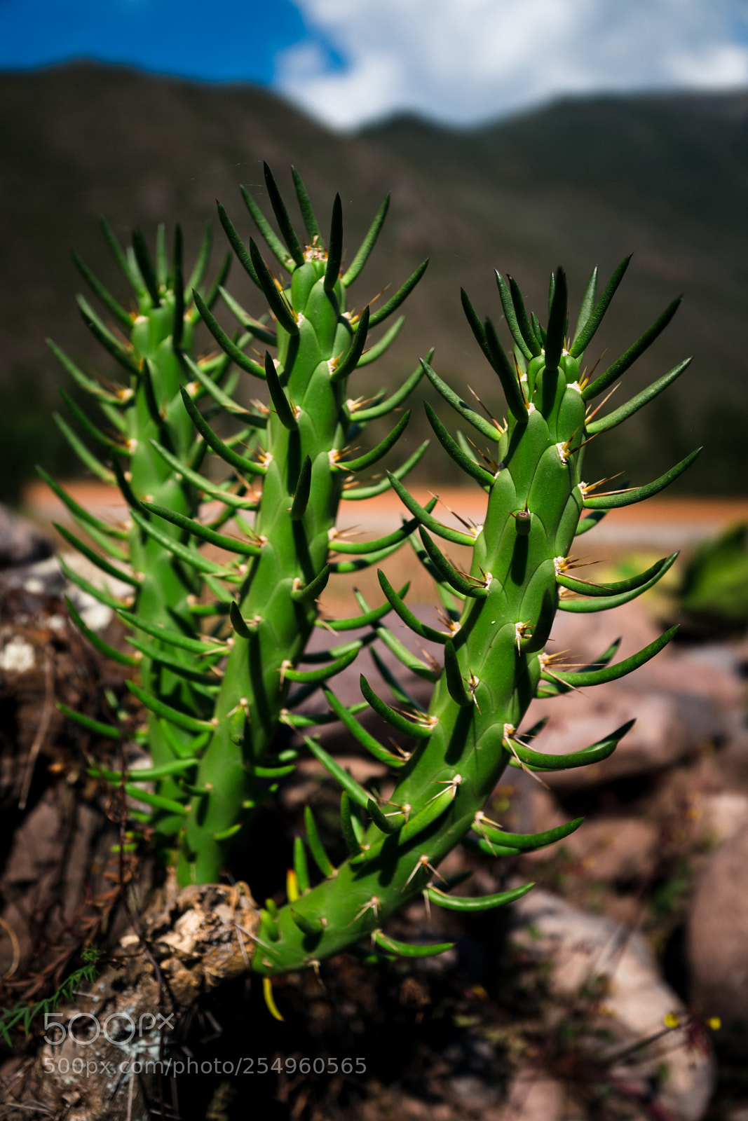Leica Q (Typ 116) sample photo. Some type of cactus photography