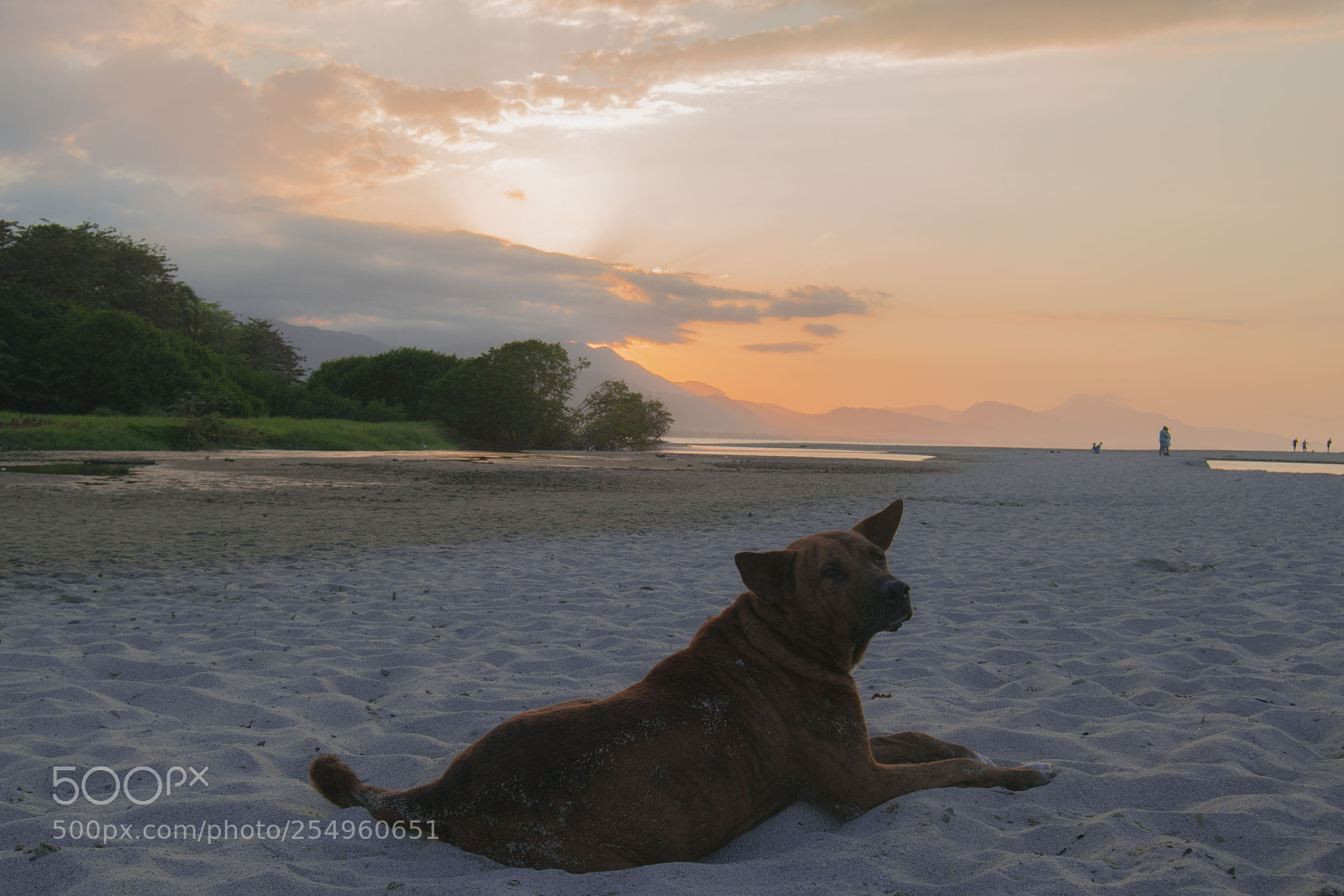 Nikon D3300 sample photo. Model dog photography