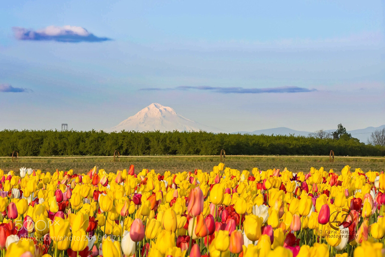 Nikon D7200 sample photo. Mt. hood preceded by photography