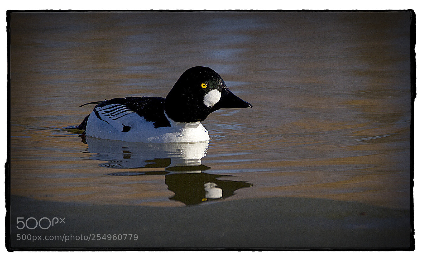 Canon EOS 7D sample photo. Goldeneye reflection. photography