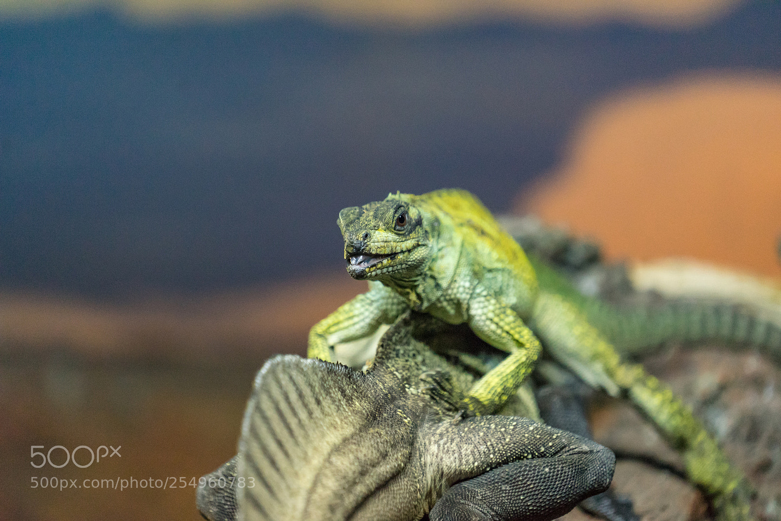 Sony a7 II sample photo. Piggyback photography