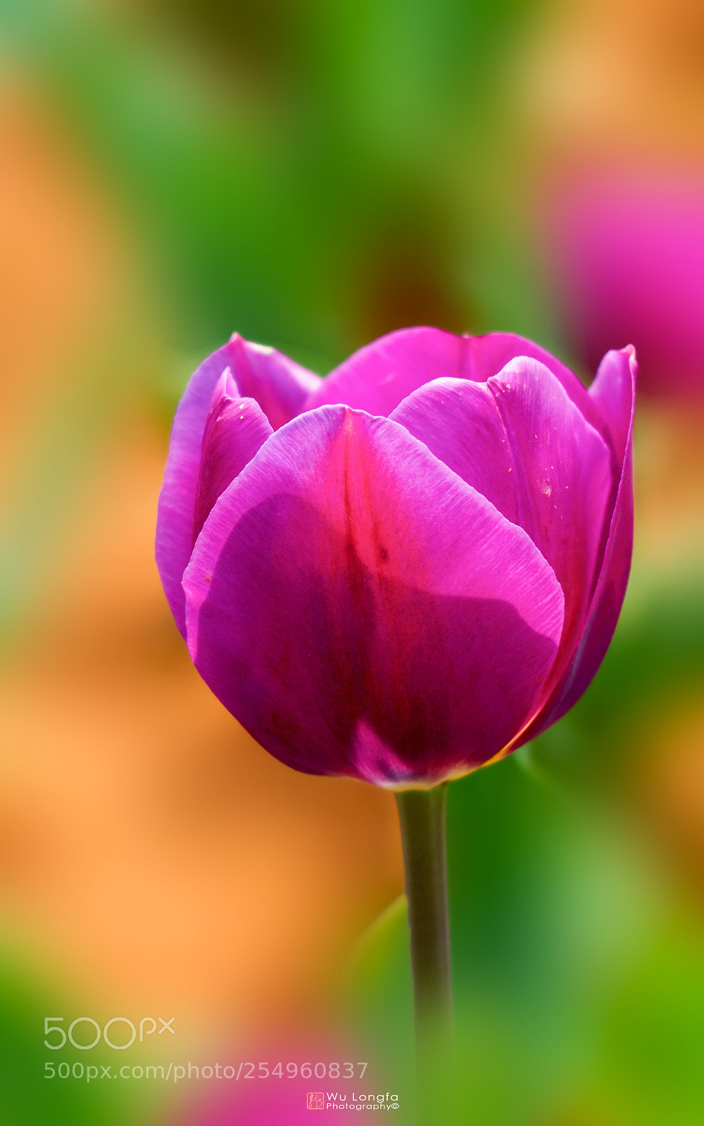 Sony a7 II sample photo. Tulipa photography