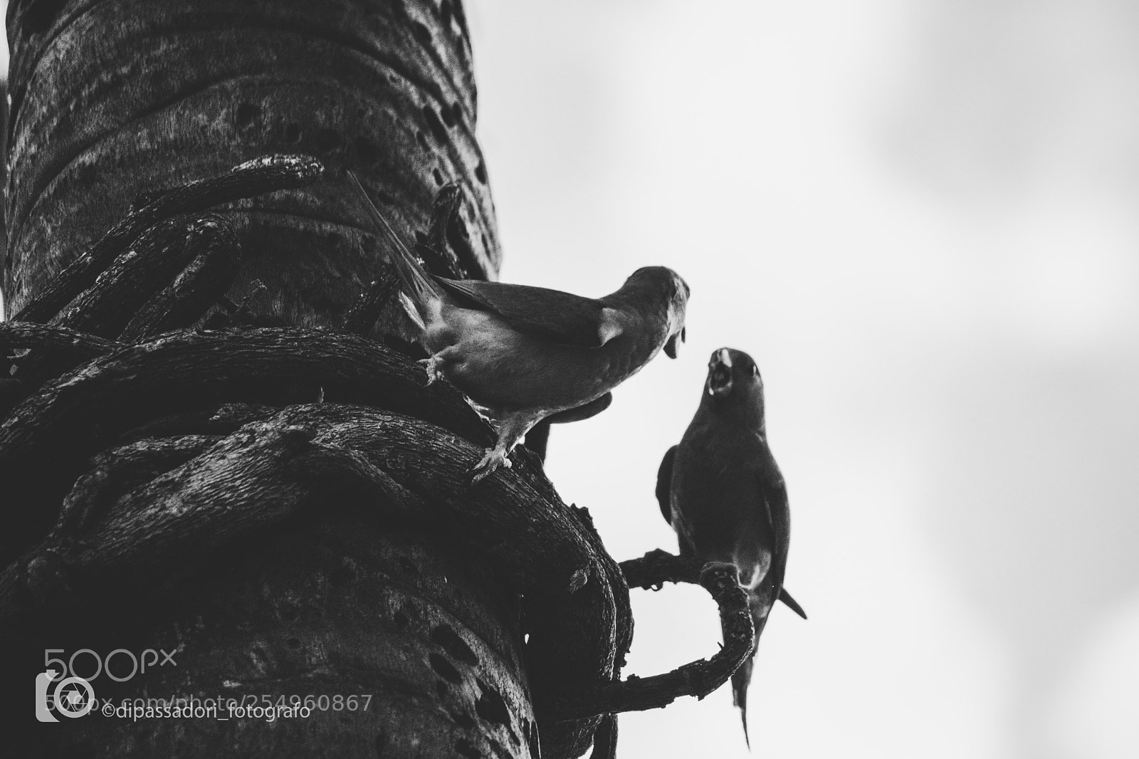 Canon EOS 750D (EOS Rebel T6i / EOS Kiss X8i) sample photo. Two birds fighting photography