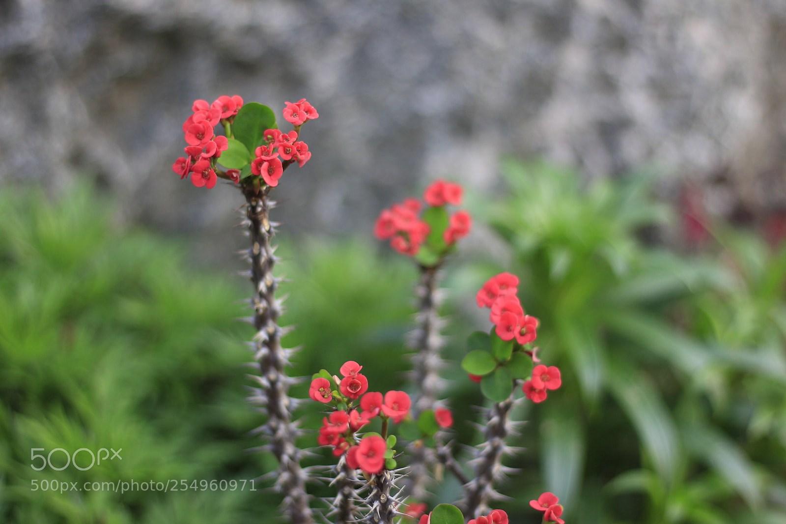 Canon EOS 700D (EOS Rebel T5i / EOS Kiss X7i) + Canon EF 50mm F1.8 STM sample photo. Untitled photography