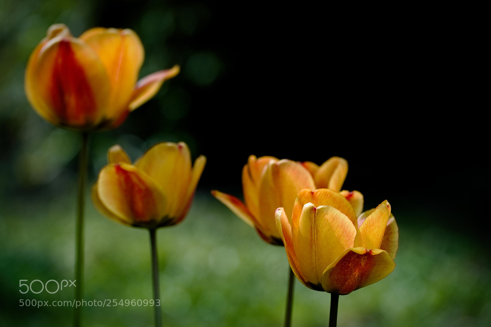 Fujifilm X-T2 sample photo. Tulips in the evening photography