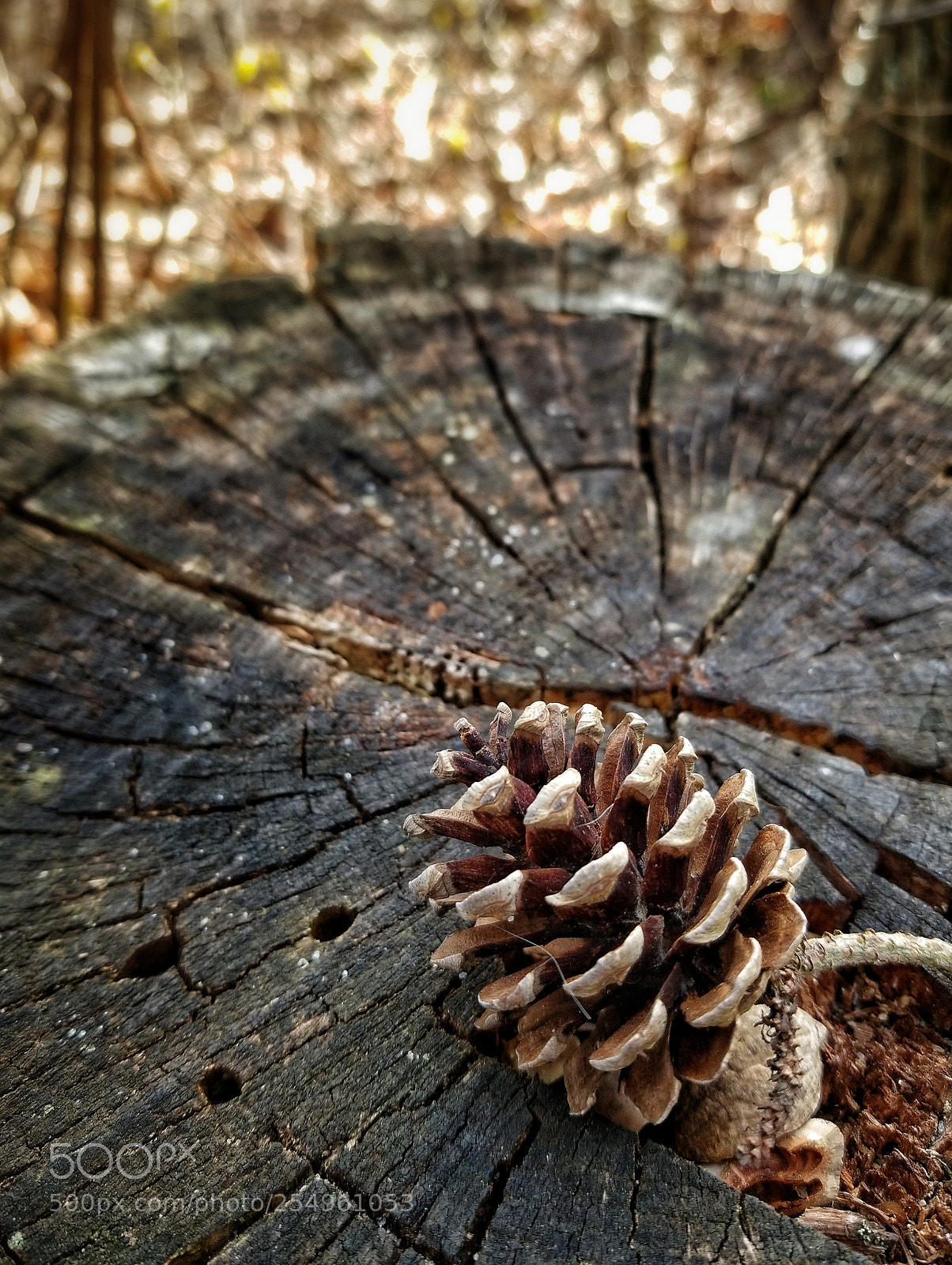 Samsung Galaxy S8+ sample photo. Untitled photography