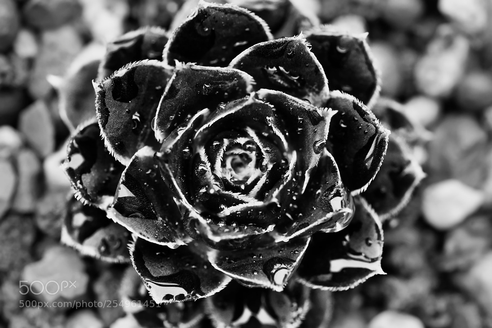 Sony a7R III sample photo. Succulent spiral photography