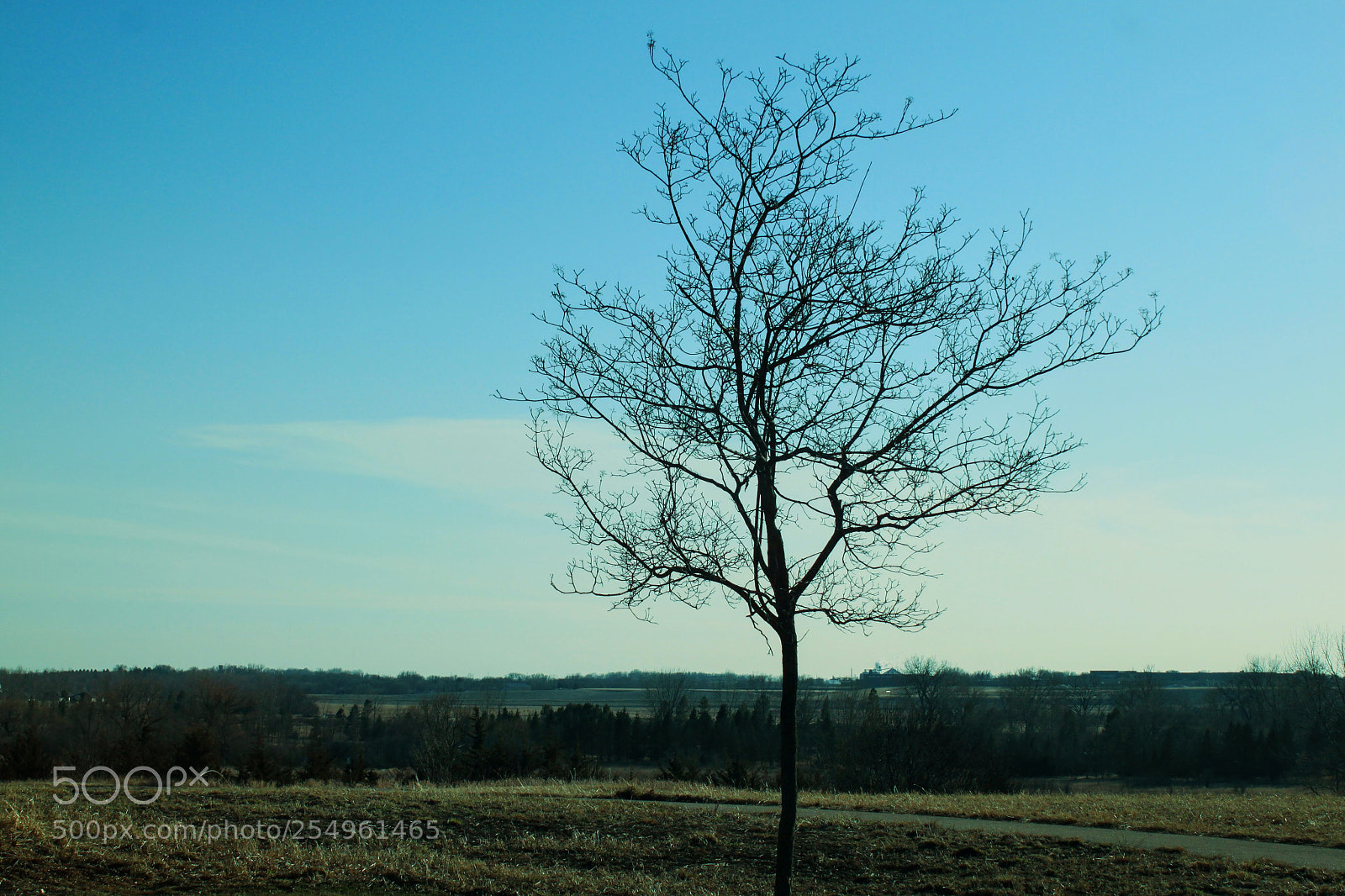 Canon EOS 500D (EOS Rebel T1i / EOS Kiss X3) sample photo. Happy little tree photography