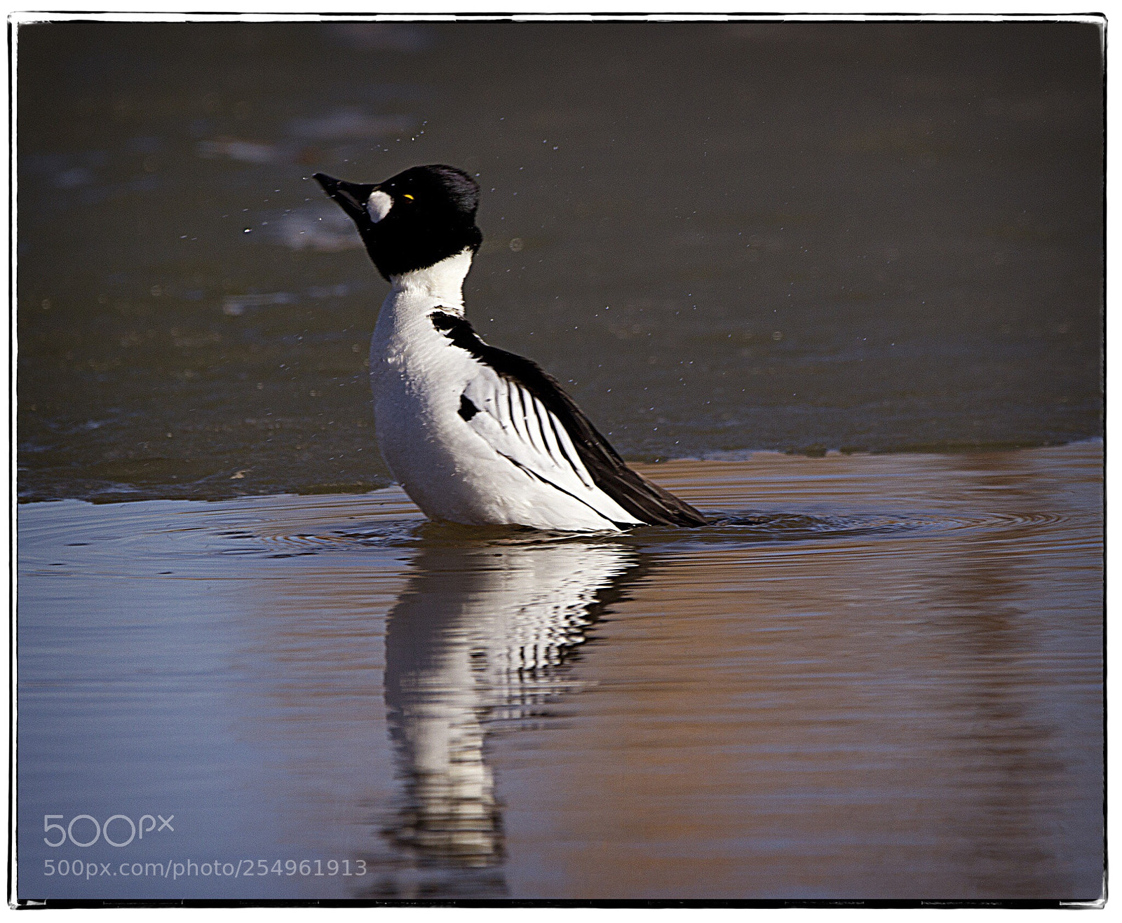 Canon EOS 7D sample photo. Goldeneye shake. photography