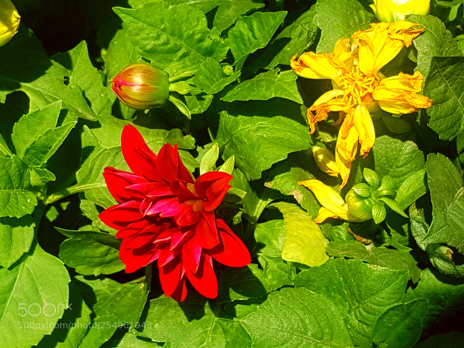 Samsung GALAXY S6 edge sample photo. Untitled photography