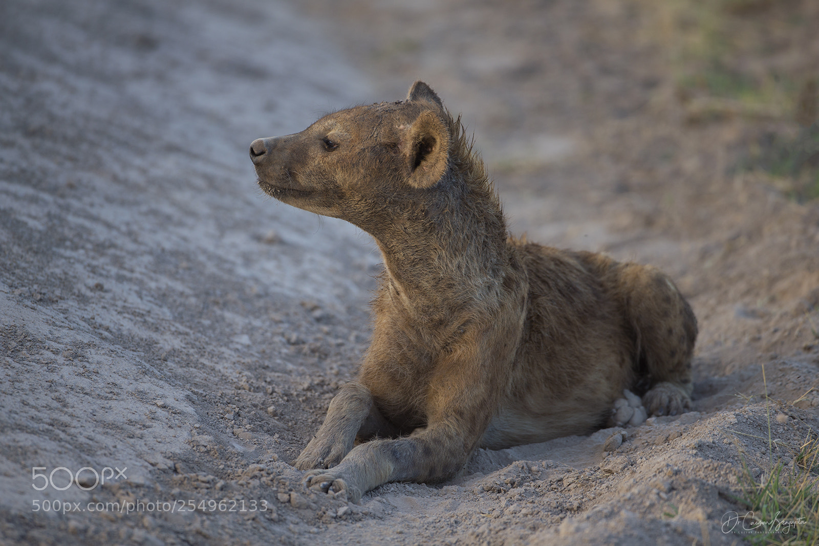 Canon EOS-1D X sample photo. Spotted hyena photography