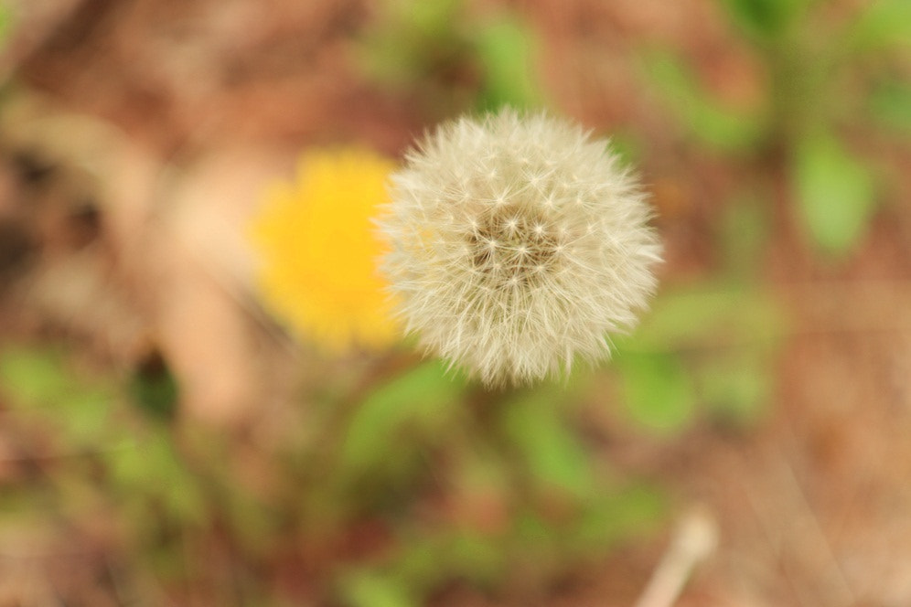 Canon EF-S 17-55mm F2.8 IS USM sample photo. Dandelion photography