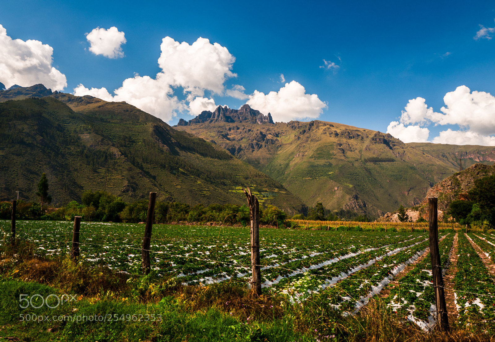 Leica Q (Typ 116) sample photo. Strawberry farm huaran peru photography
