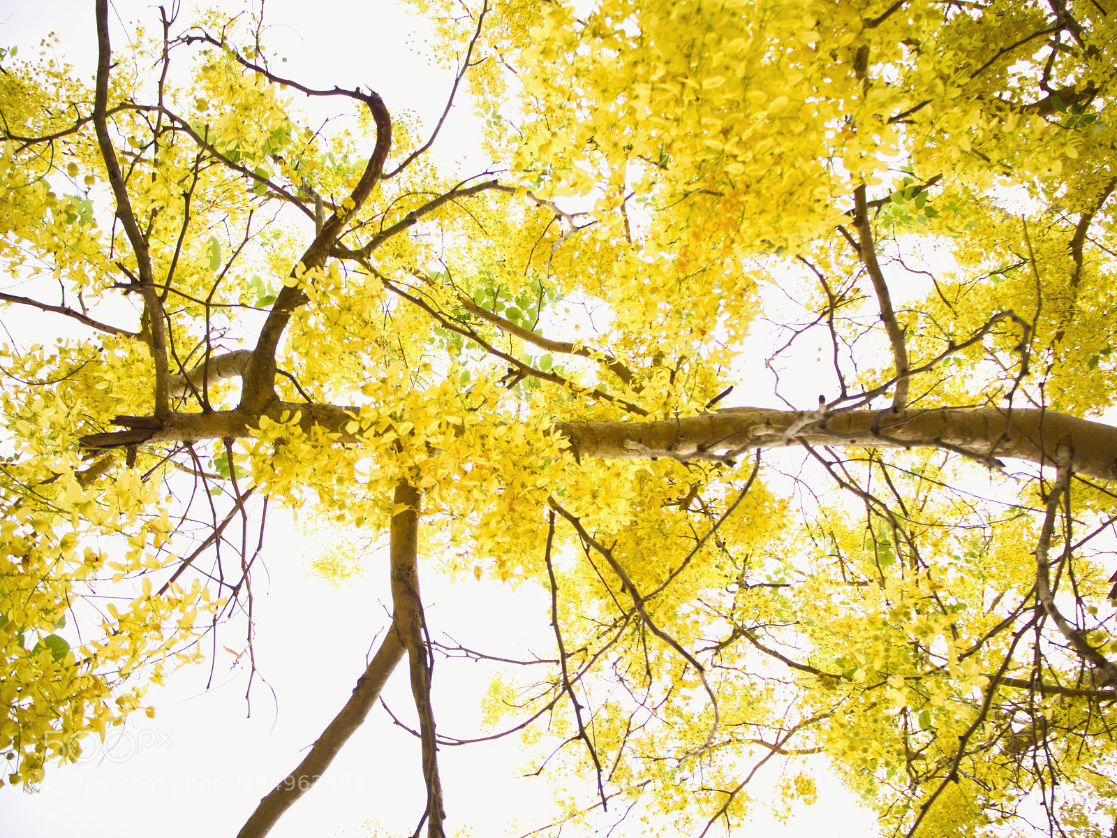 Olympus OM-D E-M10 II sample photo. Golden shower​ photography