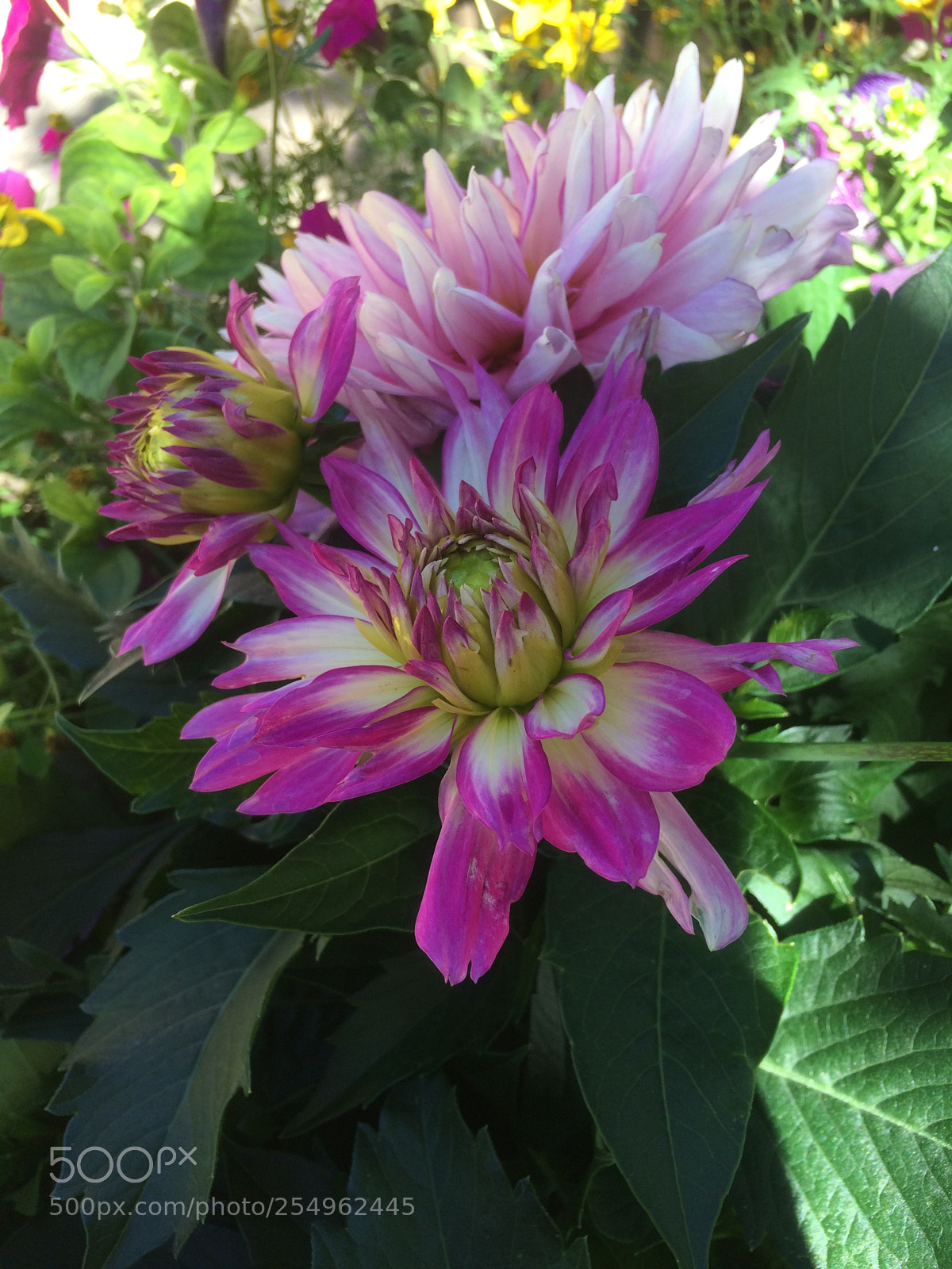 Apple iPhone 5s sample photo. Flowers in the garden 1 photography