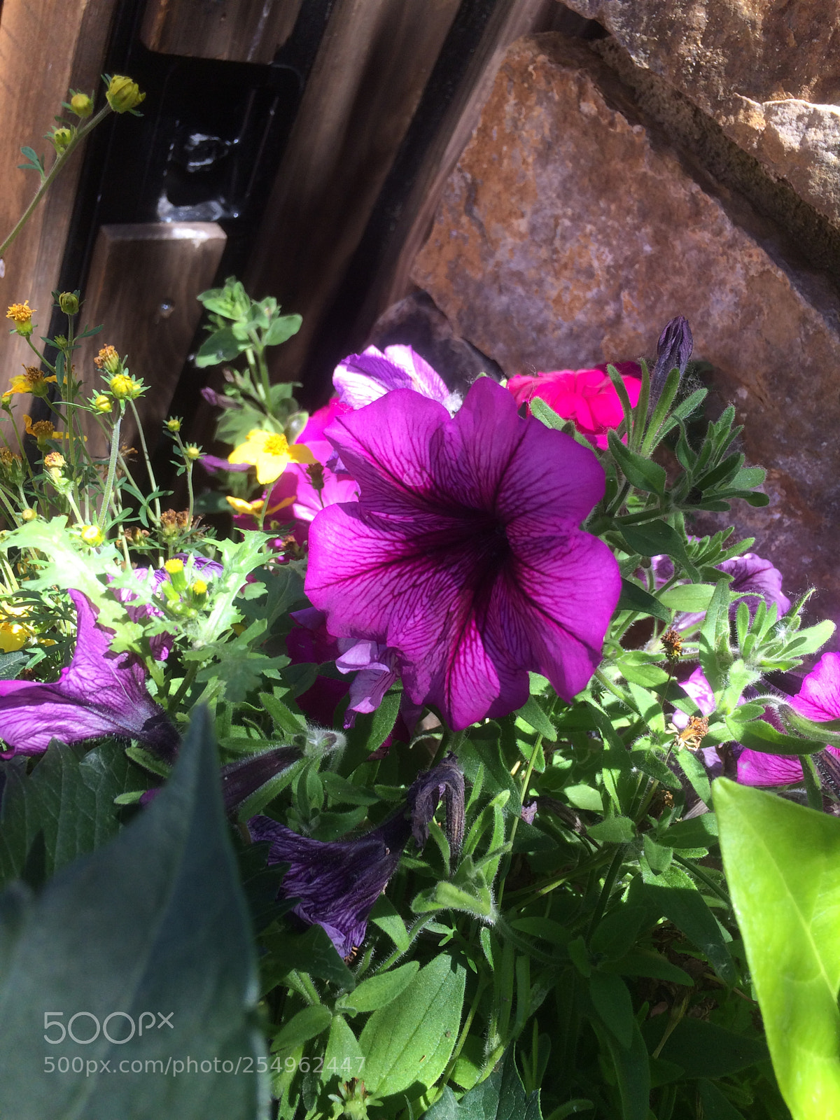 Apple iPhone 5s sample photo. Flowers in the garden 2 photography