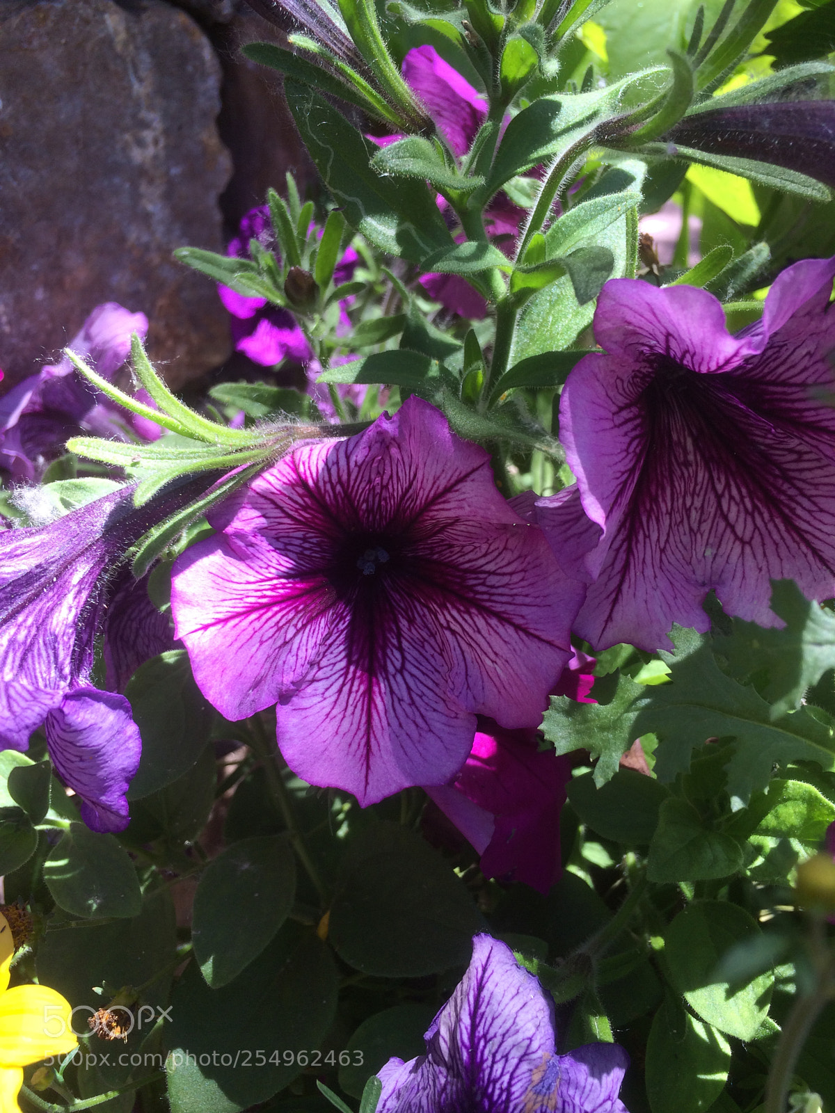 Apple iPhone 5s sample photo. Flowers in the garden 3 photography