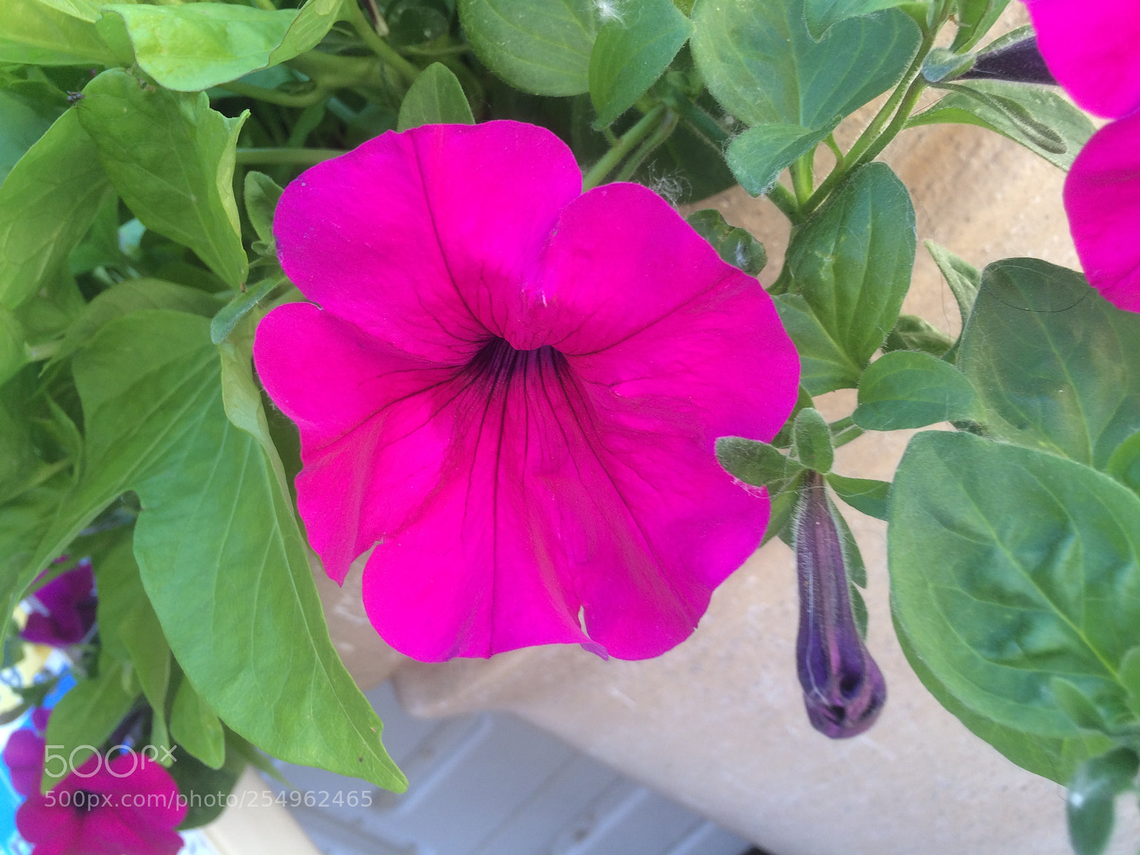 Apple iPhone 5s sample photo. Flowers in the garden 5 photography
