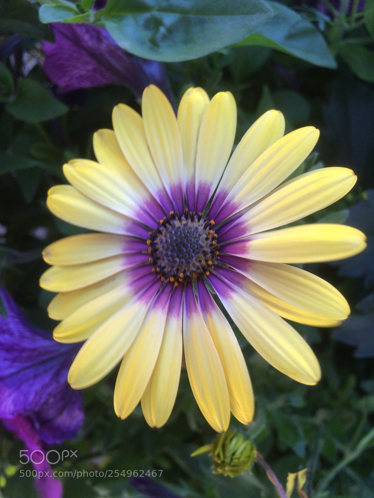 Apple iPhone 5s sample photo. Flowers in the garden photography