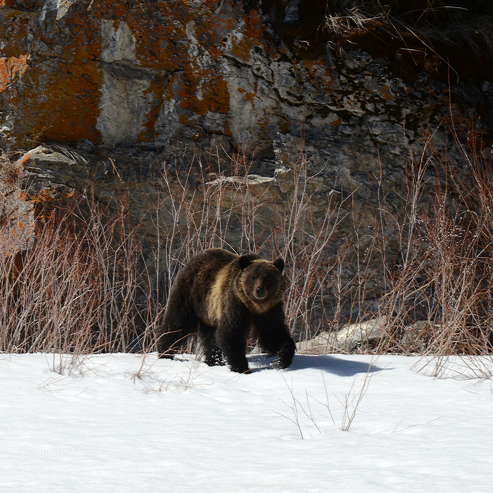 Nikon D7000 sample photo. Grizzly bear canadian rockies photography