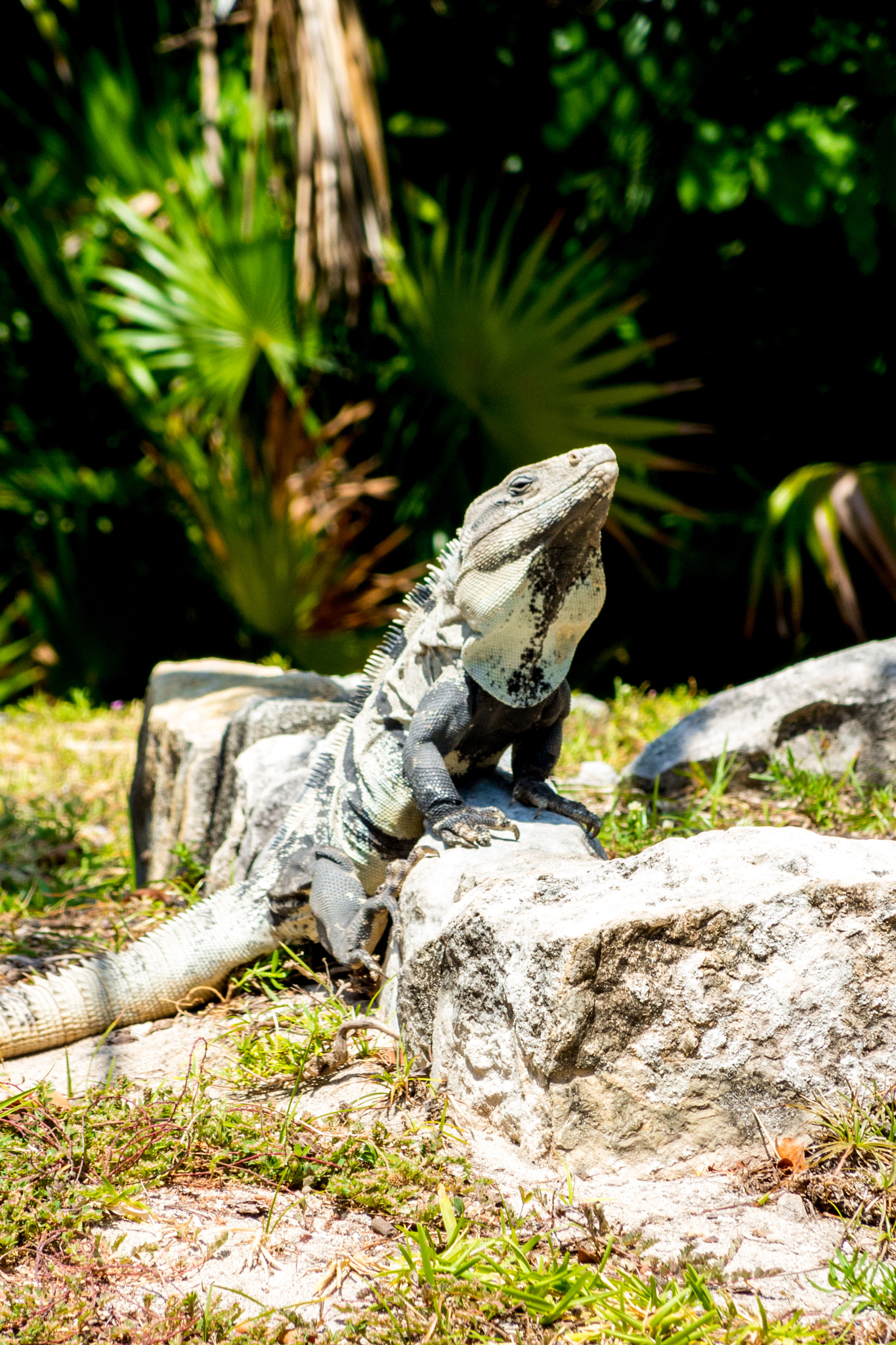 Nikon Coolpix P7800 sample photo. Guardian of the mayan ruins photography