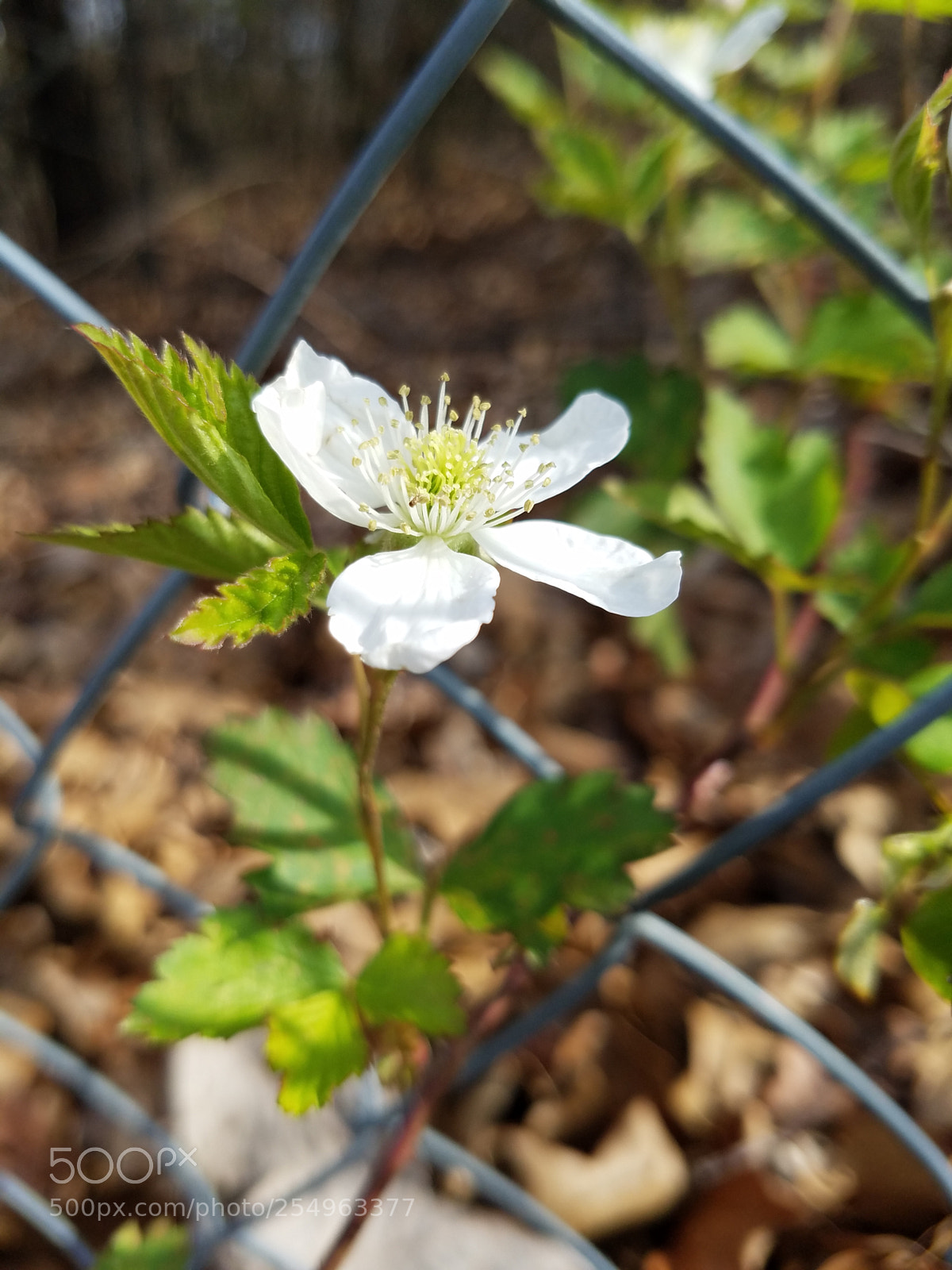 Samsung Galaxy S7 Edge sample photo. Untitled photography