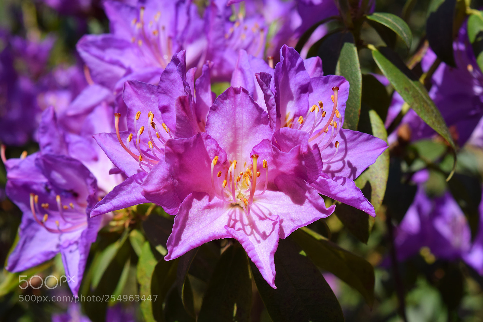 Nikon D5300 sample photo. Spring flowers photography
