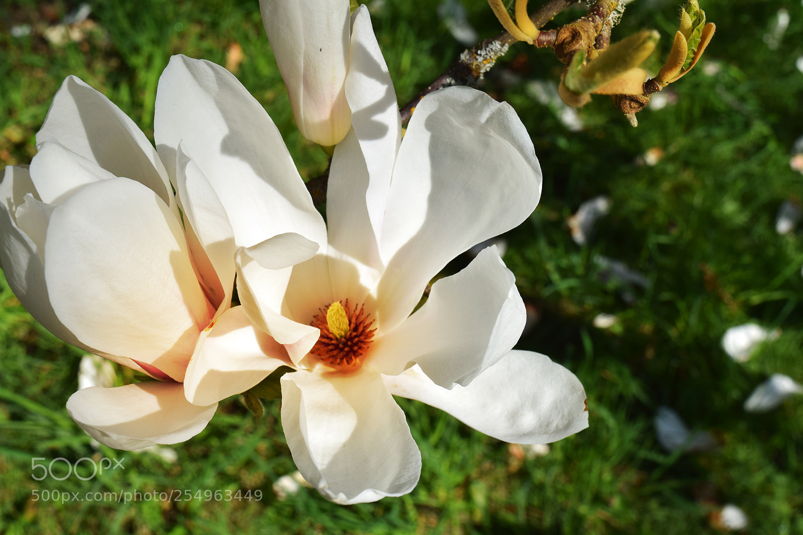 Nikon D5300 sample photo. Spring flowers photography