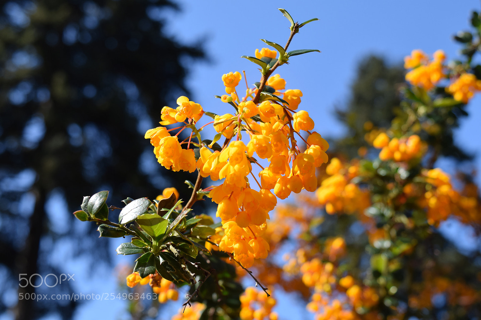 Nikon D5300 sample photo. Spring flowers photography