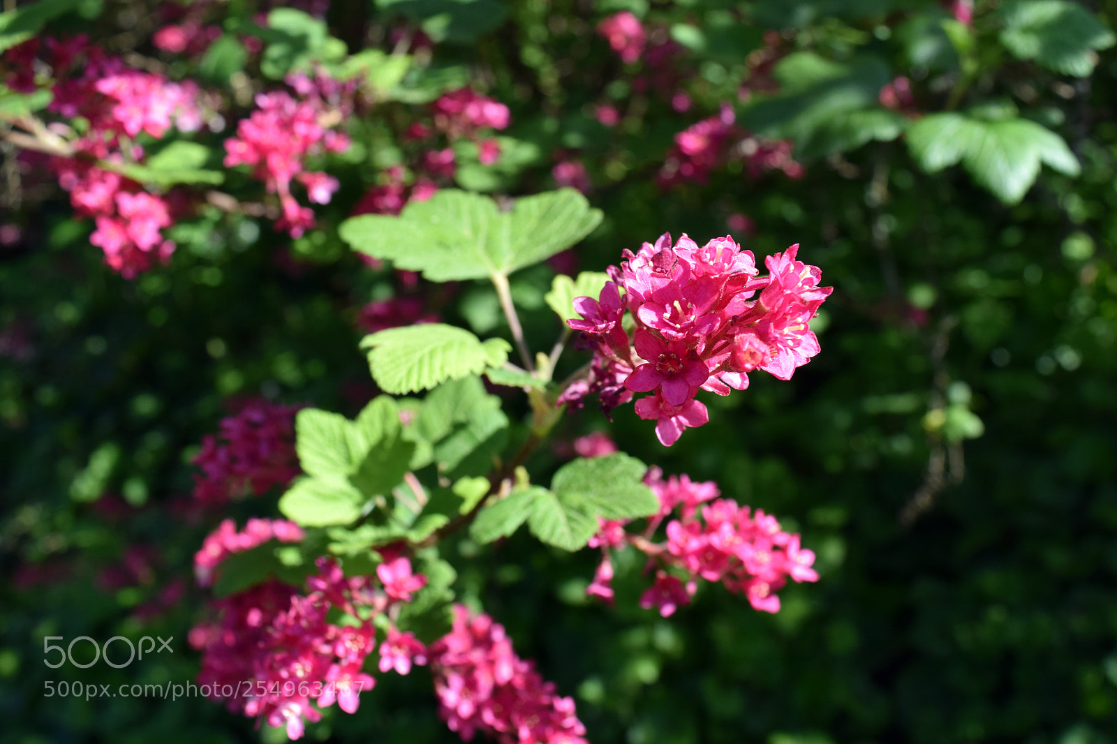 Nikon D5300 sample photo. Spring flowers photography