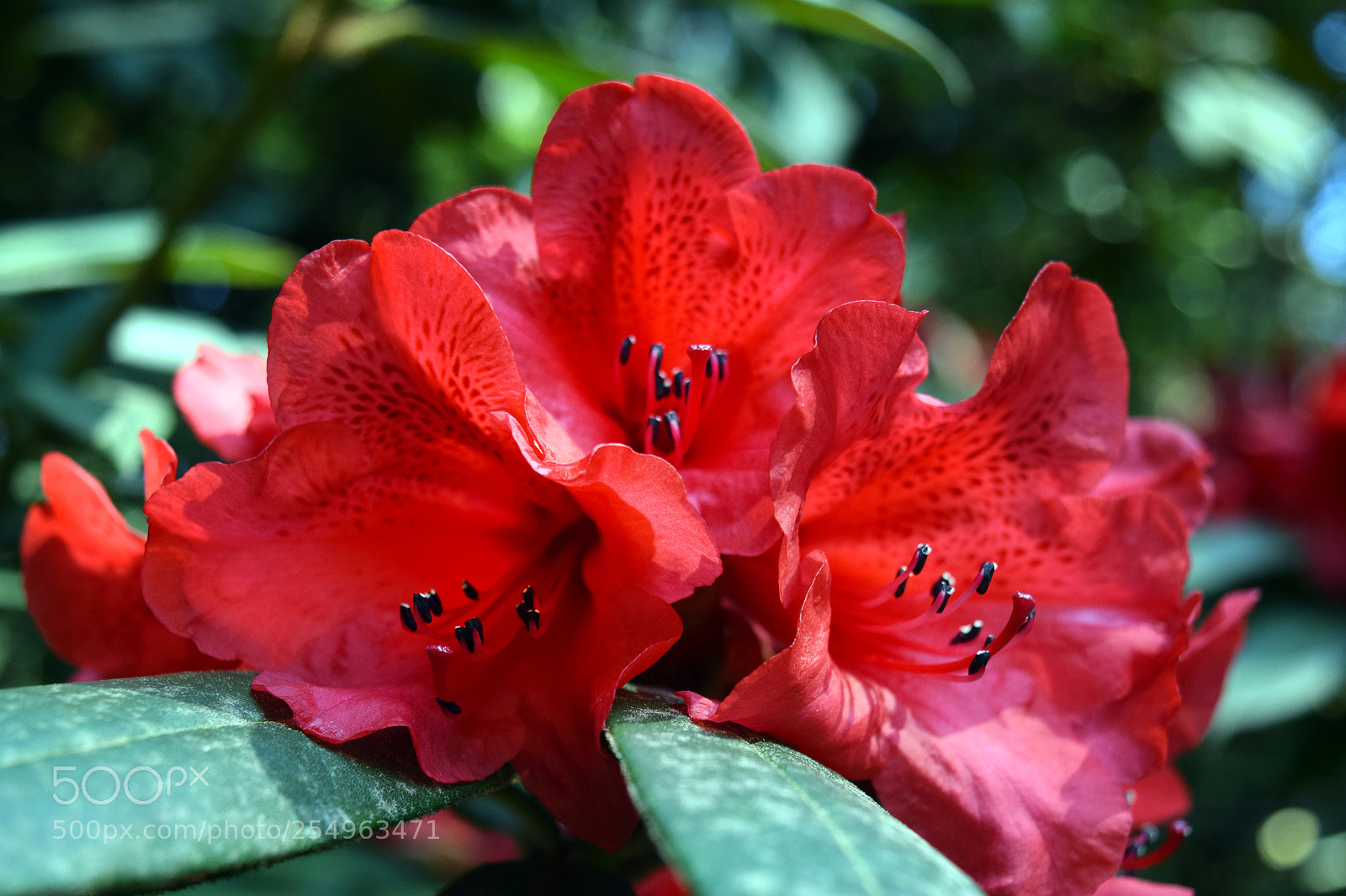 Nikon D5300 sample photo. Spring flowers photography