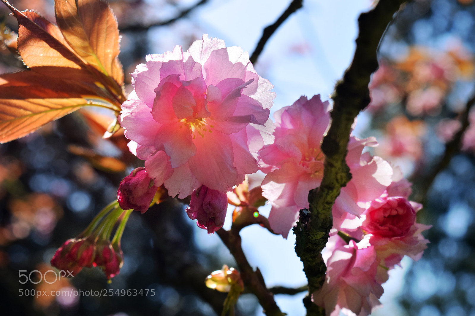 Nikon D5300 sample photo. Spring flowers photography