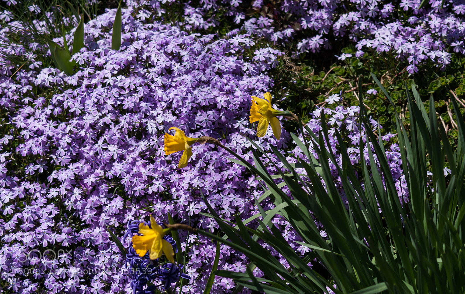 Pentax K-50 sample photo. Yellow over purple photography