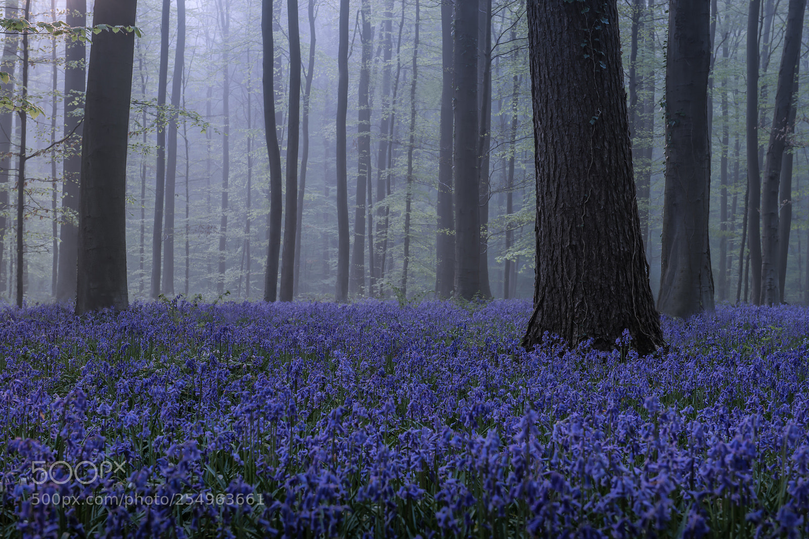 Nikon D850 sample photo. Hallerbos forest photography