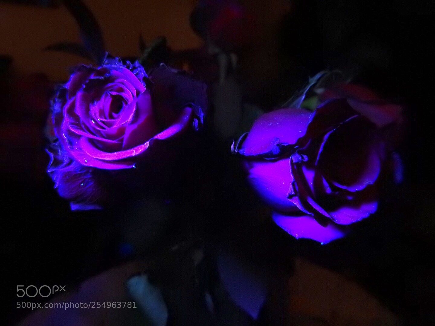 Nikon Coolpix P900 sample photo. ｒｏｓｅｓ photography