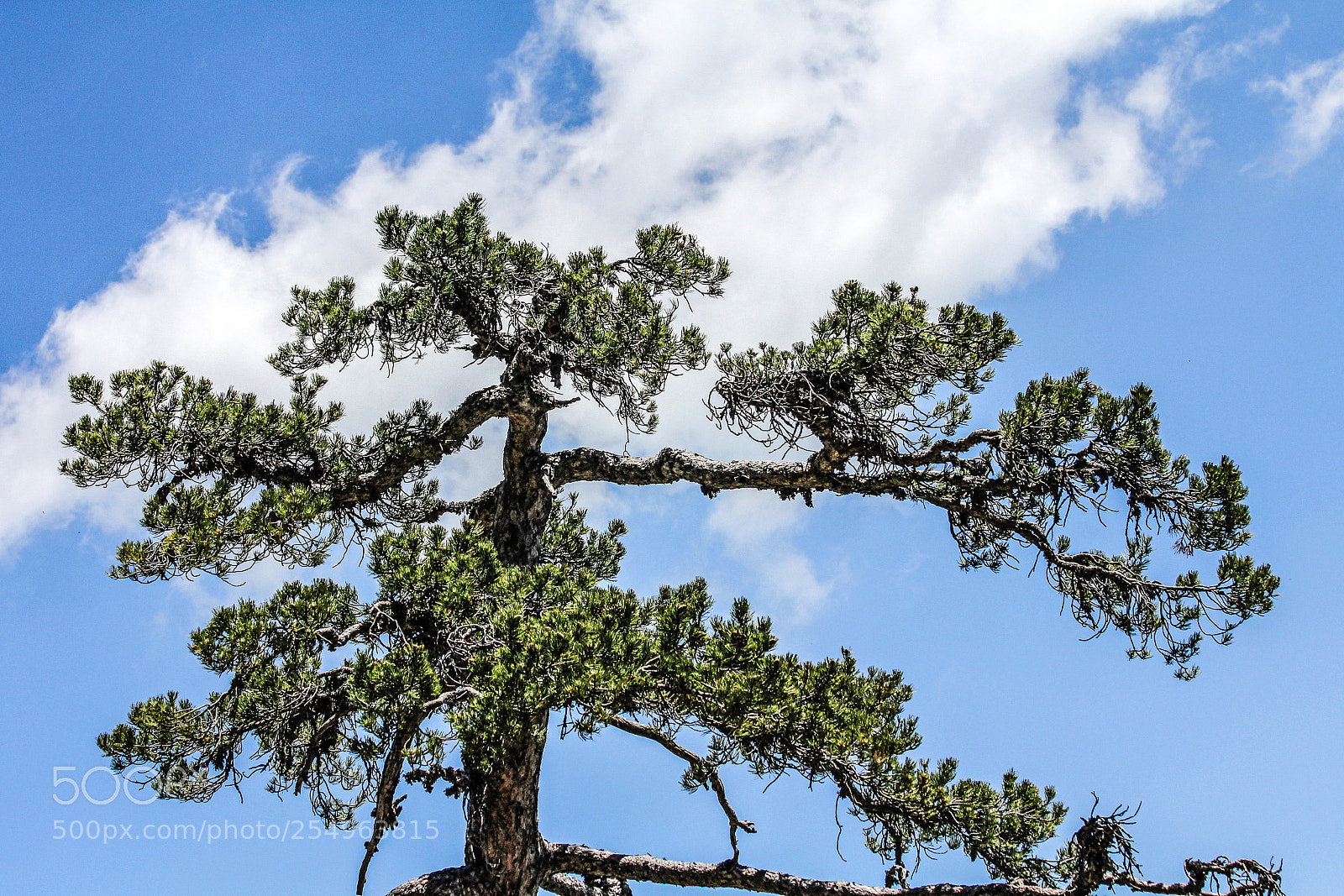 Canon EOS 60D sample photo. Crown tree on blue photography