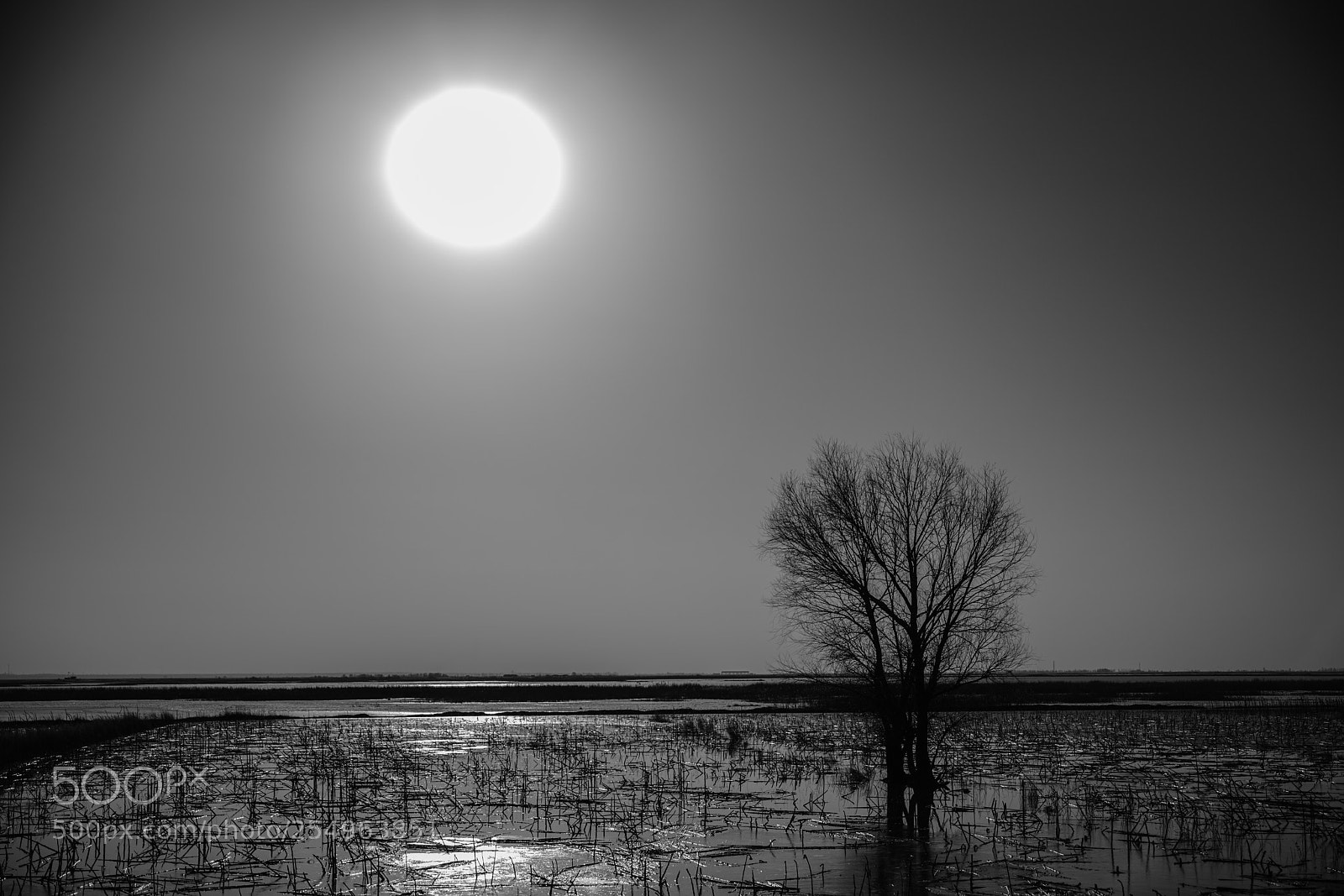 Sony a7R II sample photo. 春日太阳下的孤树 photography