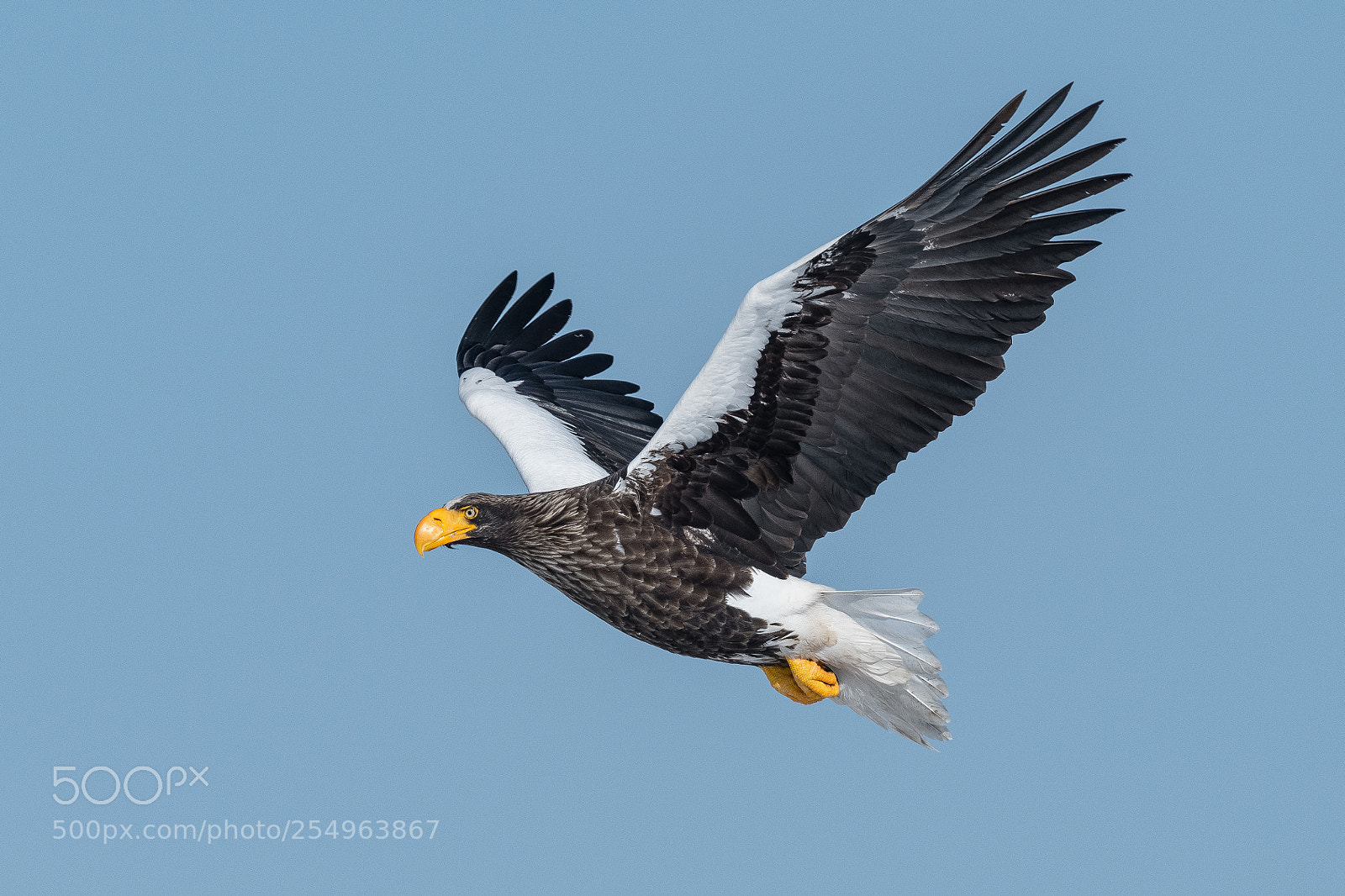 Nikon D850 sample photo. Steller's sea eagle photography